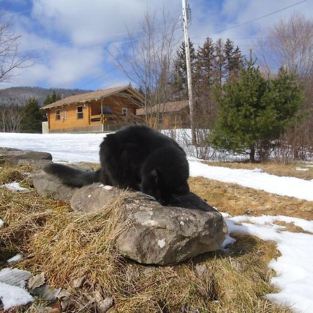 Cajun Cedar Log Cottages Margaree Forks Εξωτερικό φωτογραφία